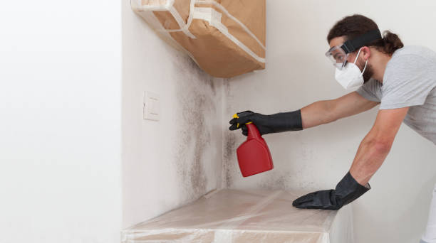 Professional Black Mold Removal technician working in New Brunswick, NJ